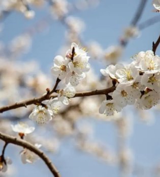 В Узбекистане 13 марта погода будет теплой и солнечной