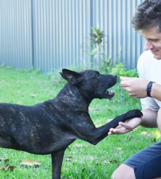 Creating a Cancer Vaccine for Dogs with the Help of Artificial Intelligence