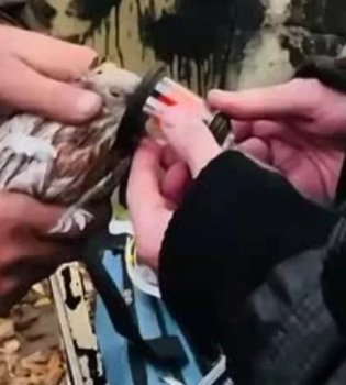 Oktyabrskiyda yong‘indan kabutarlar qutqarildi