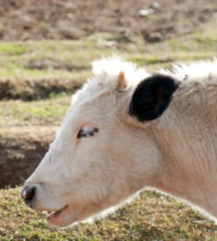 Lands for livestock will be allocated for Uzbek investors in Irkutsk