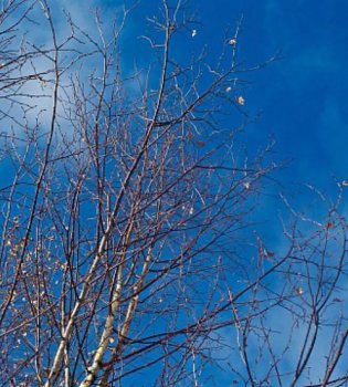 On March 15, the weather in Uzbekistan will become significantly warmer.