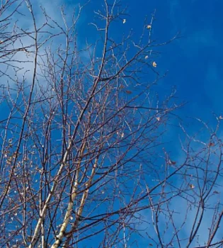 O'zbekistonda 15 mart kuni ob-havo keskin iliqroq bo'ladi