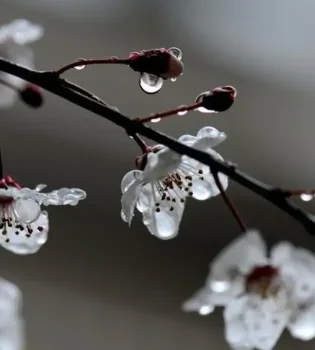 What will the weather be like in Uzbekistan at the beginning of April?