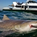 A person died as a result of a shark attack in Sydney