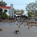 В Лопбури сотни обезьян сбежали из убежища