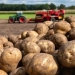 Potato harvest is increasing to a record level in Germany