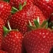 Fruit and berry cultivation has increased in Uzbekistan