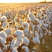 Farmers will receive subsidies and additional support for textiles