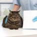 The law on the registration of animals comes into force
