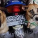 Dog and cat meat trade will be banned in Jakarta