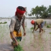 Rice export is exacerbating water scarcity