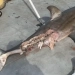 Shark attack in Sydney kills a person