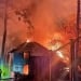 Novosibirsk hayvonot bog‘ida yong‘in yuz berdi
