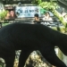 Attack on Bear Trainer at Hangzhou Safari Park