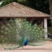 Two peacocks were eaten in a dispute with a neighbor in the USA