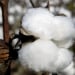 Industrial development will advance with cotton imports from the USA