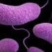 Vibrio Bacteria Spreading Along US Coasts