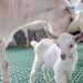 Xitoylik olimlar alp echkilarini klonlashda katta muvaffaqiyatga erishdi