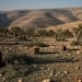 Hundreds of olive trees were destroyed in Al-Mug‘ayir