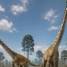 Tailandda ilm-fan uchun yangi turdagi ulkan dinozavr qoldiqlari topildi