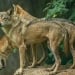 Measures strengthened against wolf attacks in India