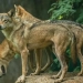 Measures strengthened against wolf attacks in India