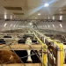 93 tons of pedigree cattle were brought to Tashkent