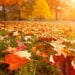 Tomorrow, warm and sunny weather will continue in Uzbekistan