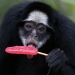 BioParque animals were given icy food during the heatwave