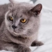Keeping a cat may increase the risk of schizophrenia