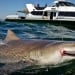 A person died as a result of a shark attack in Sydney