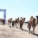 The largest camel caravan was organized in Kazakhstan