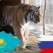 Qozog'istonda yo'lbarslar populyatsiyasini tiklash uchun ilk qadam tashlandi