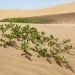 Uzbekcosmos is creating a drought monitoring system
