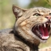 New Zealand will eradicate wild cats by 2050