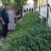 В Пастдаргоме выявлено выращивание растения каннабис