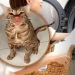 Woman who accidentally washed the cat faced criticism
