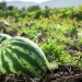 Jizzakh led in vegetable growing