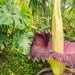 Dortmunddagi noyob Amorphophallus titanum guli o‘g‘irlandi