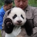 В Китае количество больших панд удвоилось