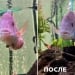 Zelenogradda baliqqa ultratovush orqali jarrohlik qilindi