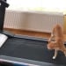 Oliver mushuk egasi bilan har kuni yuguradi