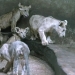 New restrictions have been imposed on large predators in Pakistan