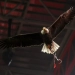 Benfica defenders lost to Qarabag