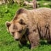 A woman survived a bear attack in Khabarovsk