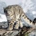 Kyrgyzstan chose the snow leopard as a national symbol