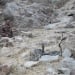 The Central Asian cobras have been returned to nature