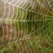 The secret of spider silk's strength revealed