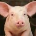 Chinese scientists successfully transplanted pig lungs