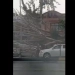 Strong wind in Andijan knocked down a tree